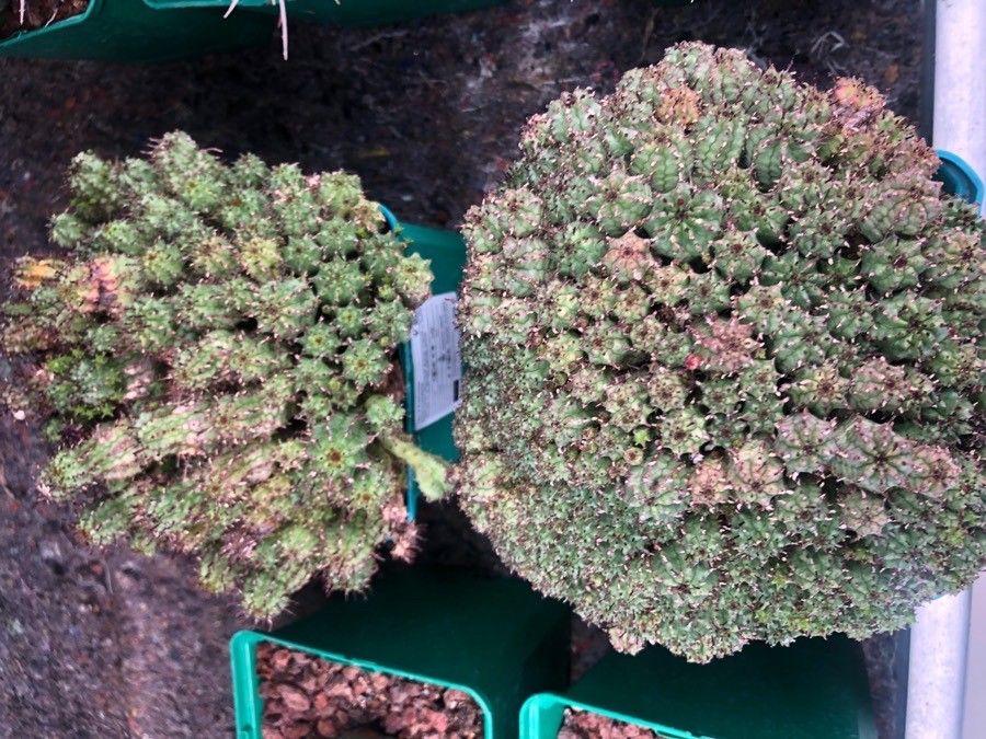 Euphorbia submamillaris — houseplant care guide