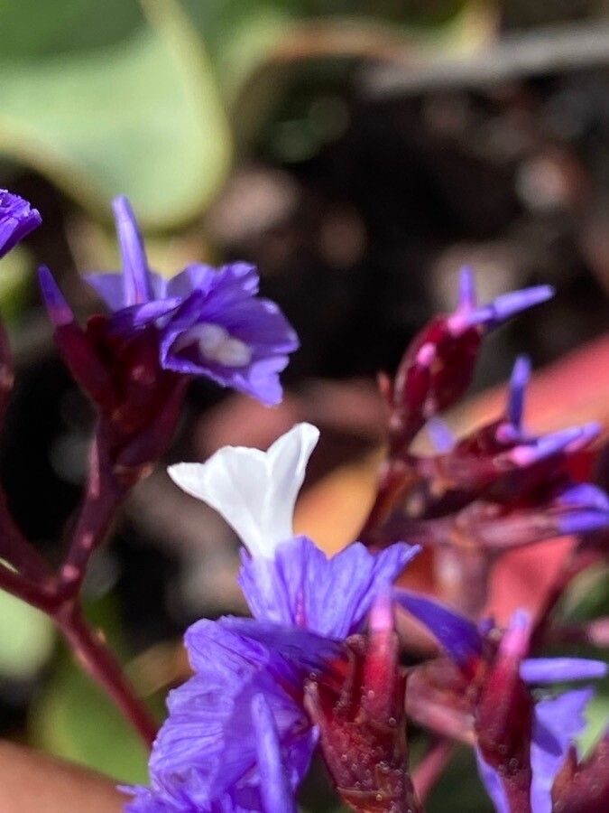 Limonium preauxii flower