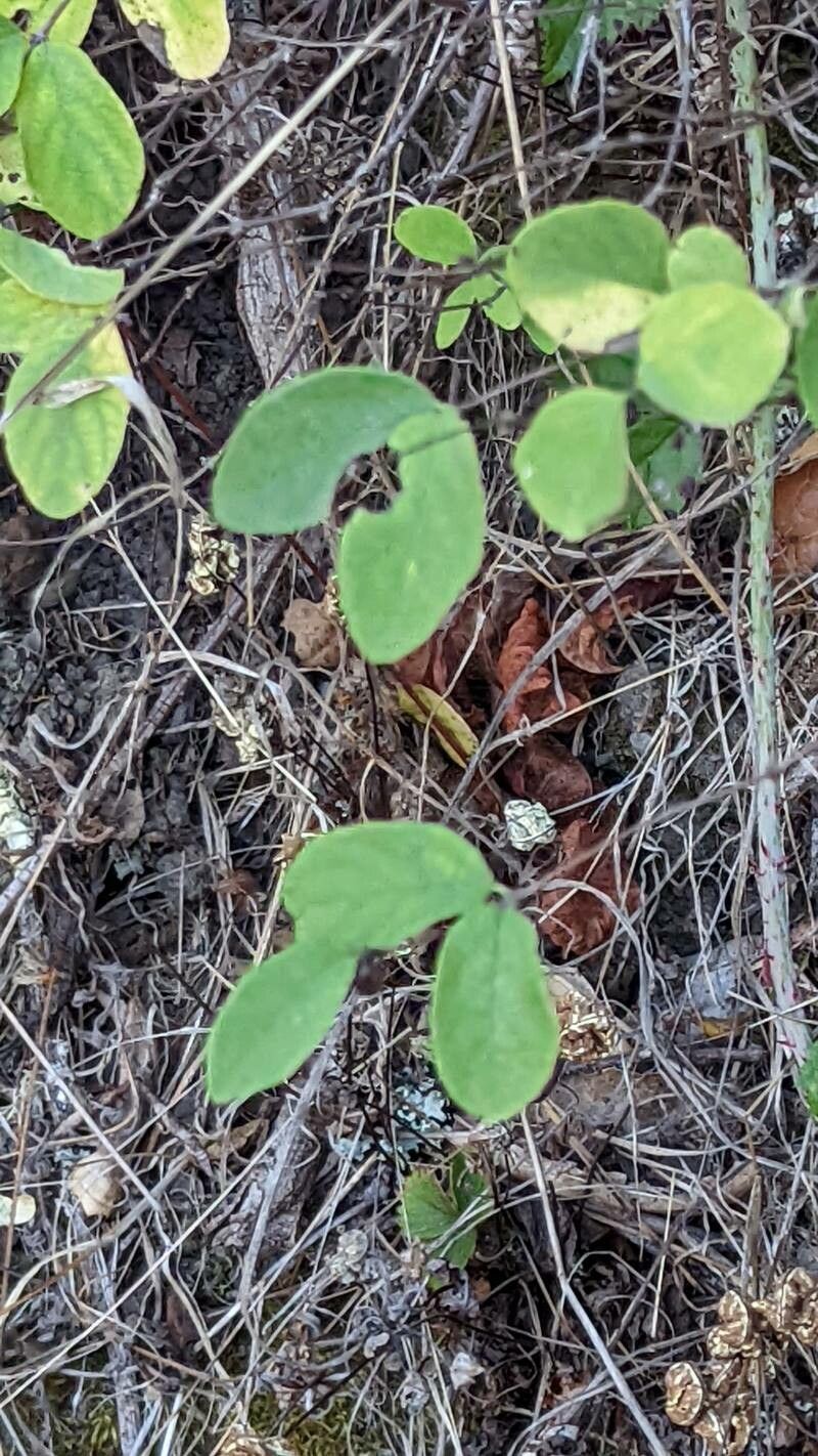 Symphoricarpos mollis
