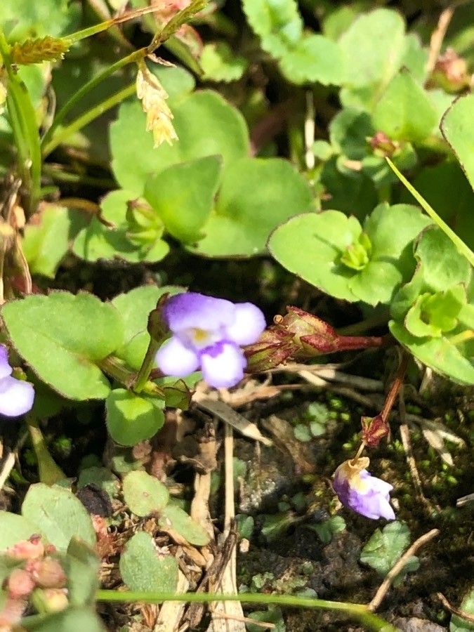 Lindernia crustacea flower