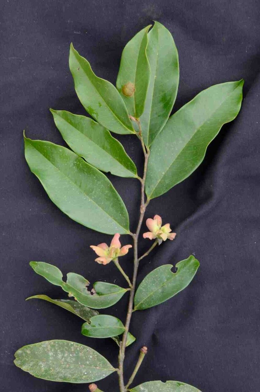 Guatteria australis leaf