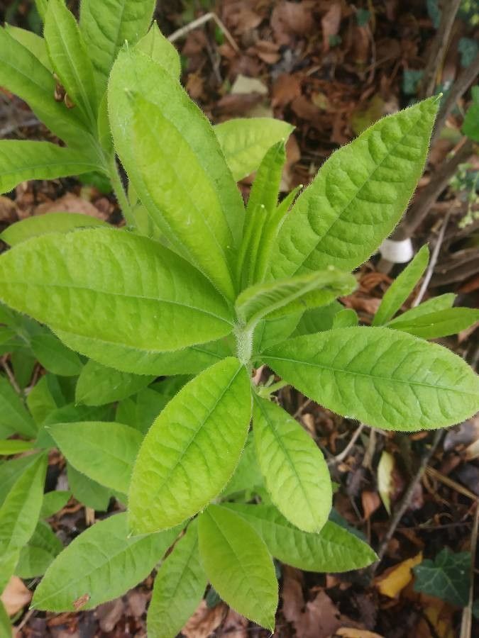 Rhododendron prinophyllum leaf