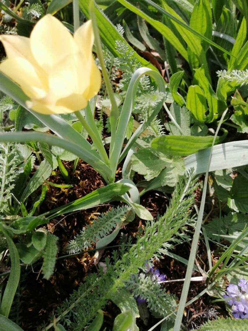 Tulipa marjolleti leaf