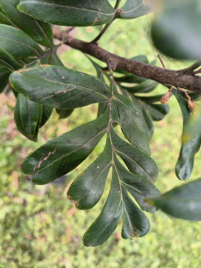 Grevillea candelabroides — search result for 'Grevillea'