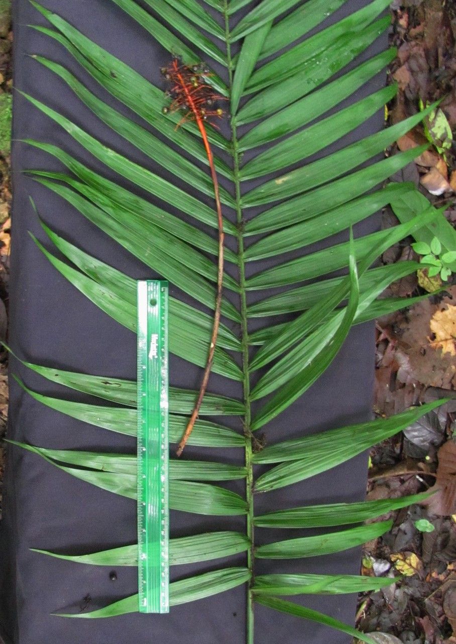 Chamaedorea brachyclada leaf