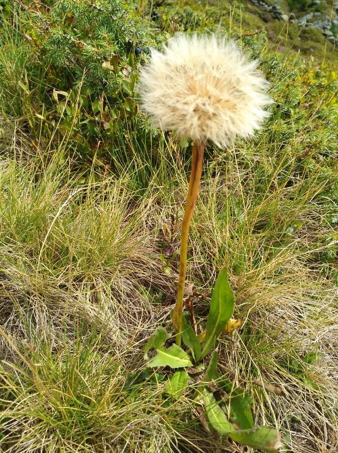 Hieracium intybaceum fruit