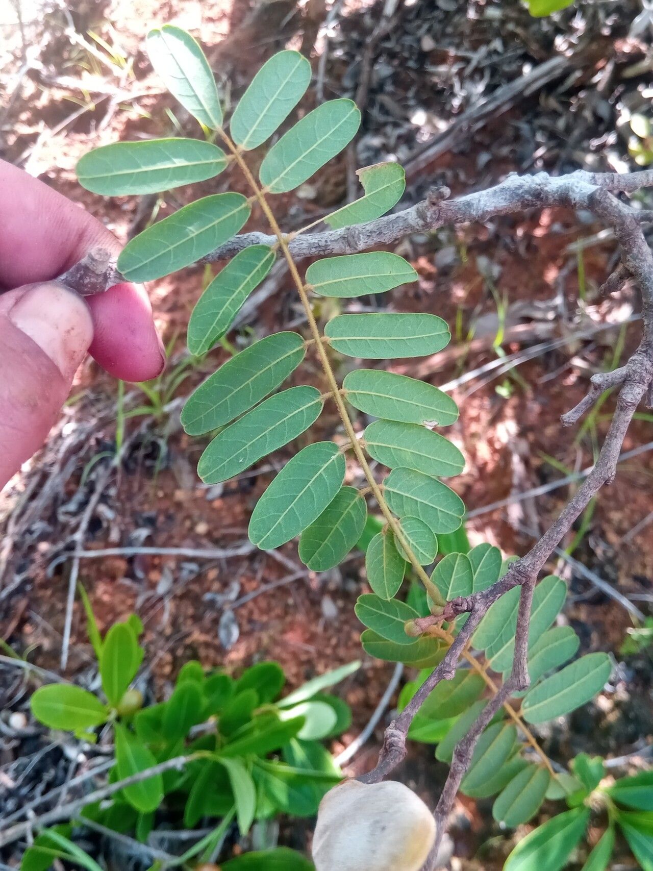Millettia nathaliae leaf