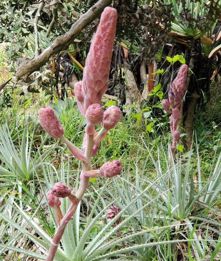 Puya venusta flower