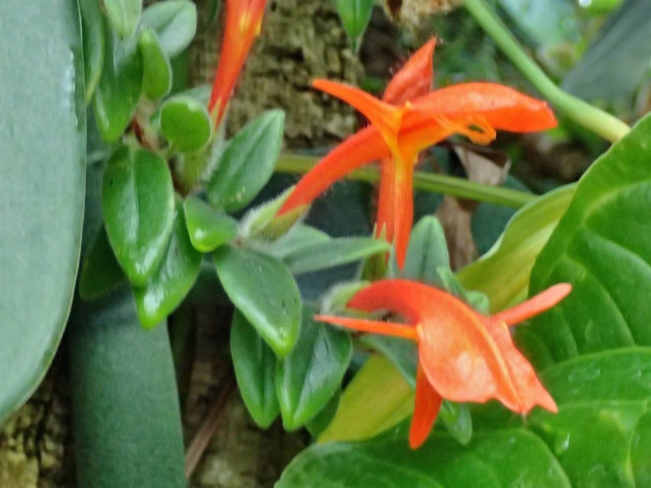 Columnea hirta fruit