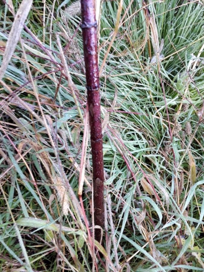 Guizotia abyssinica bark