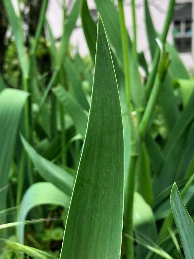 Iris variegata leaf