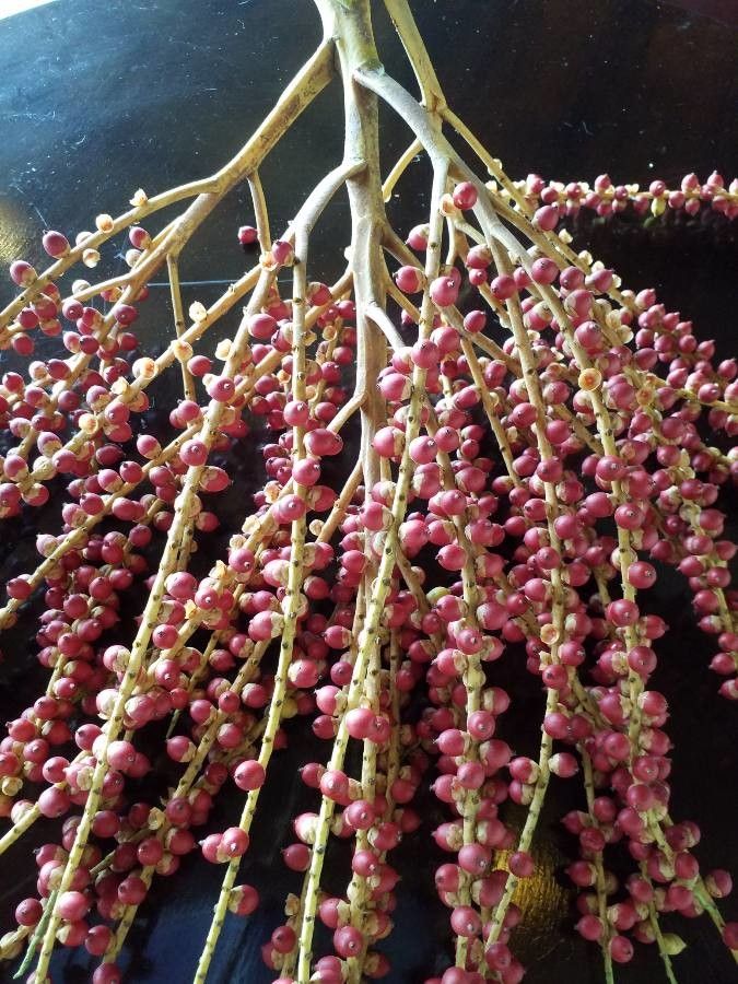 Ptychosperma macarthurii fruit