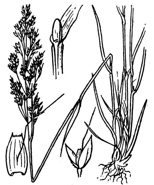 Agrostis pourretii other