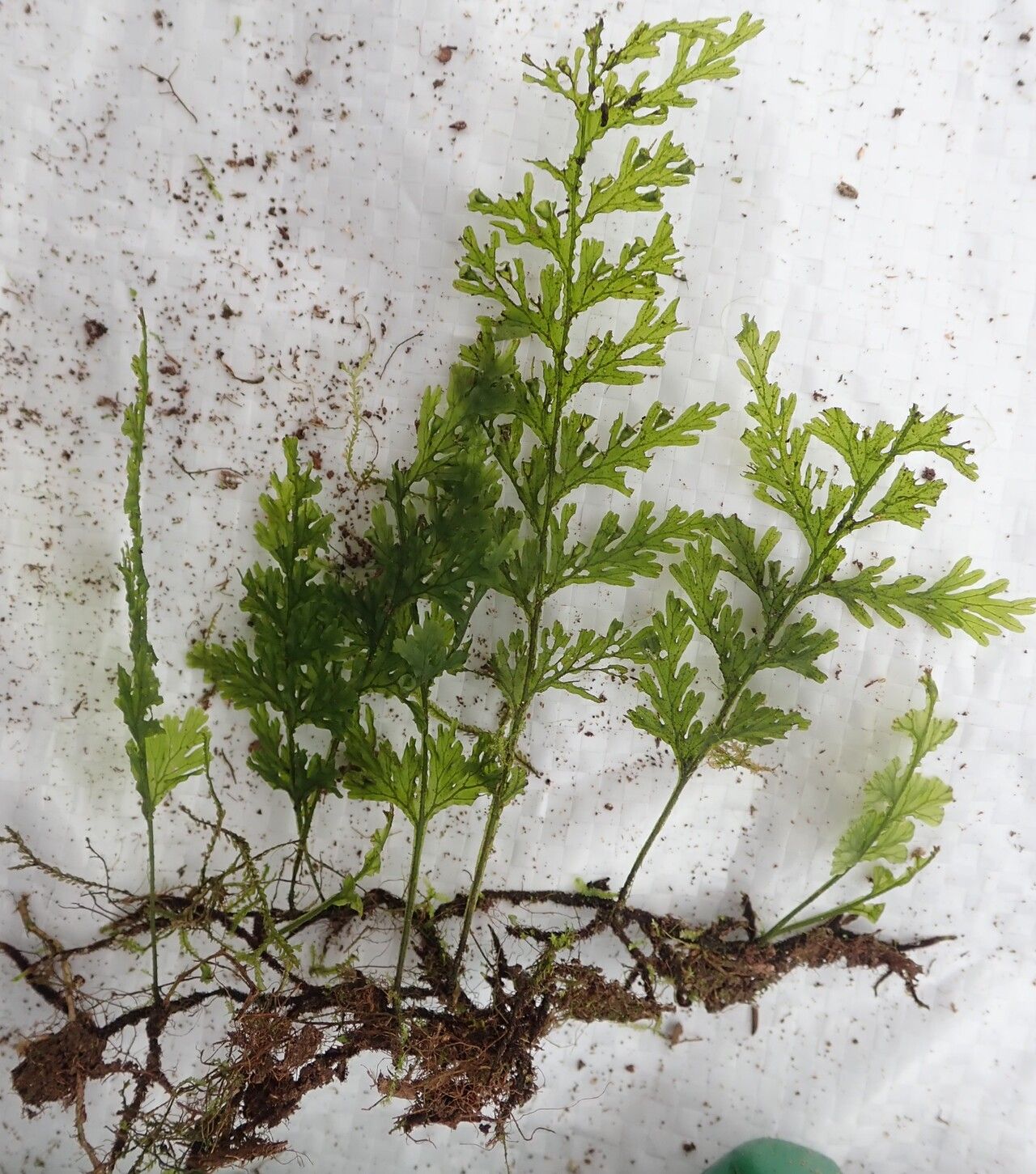 Trichomanes inopinatum habit