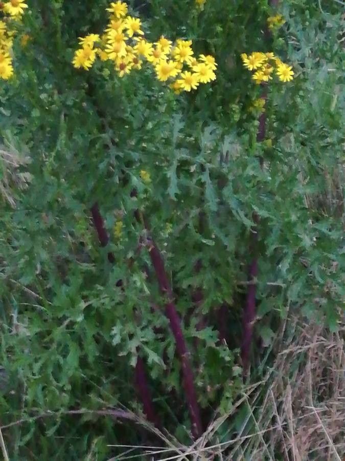 Senecio jacobaea bark