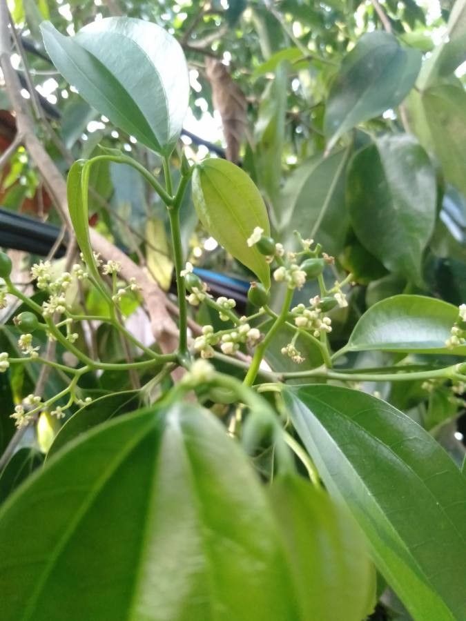 Celtis philippensis — search result for 'Celtis'