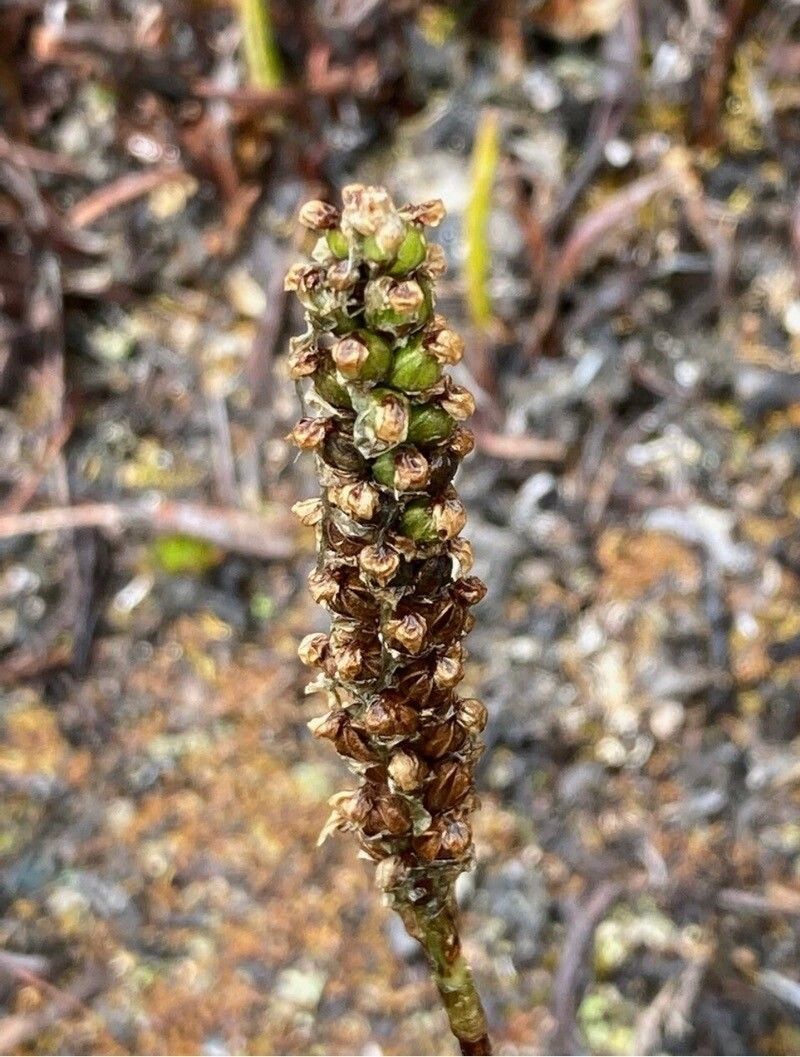 Plantago australis fruit