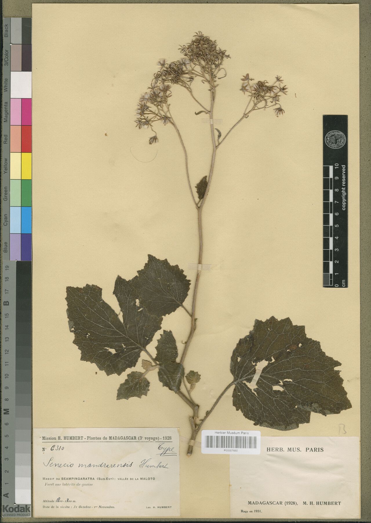 Senecio mandrarensis — houseplant care guide