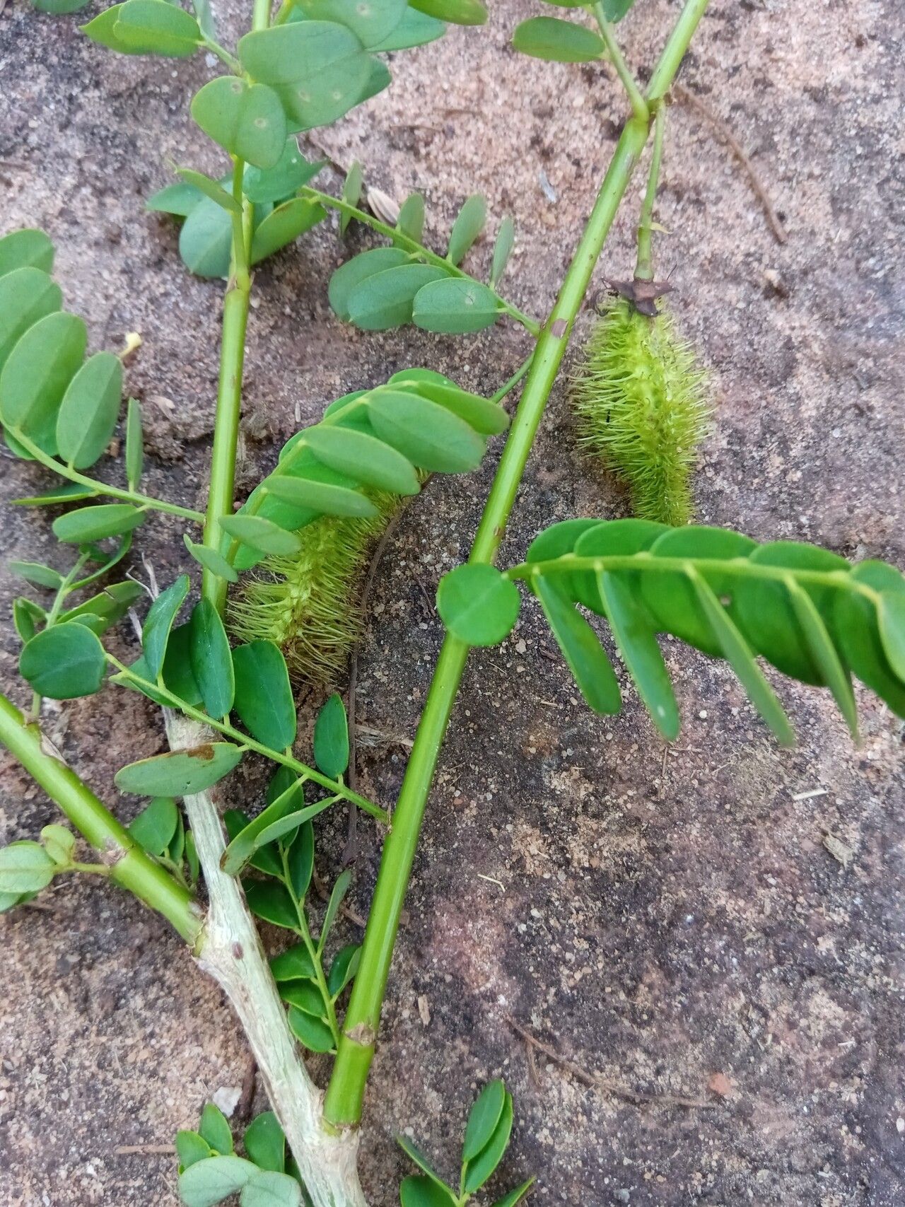 Ormocarpum drakei leaf