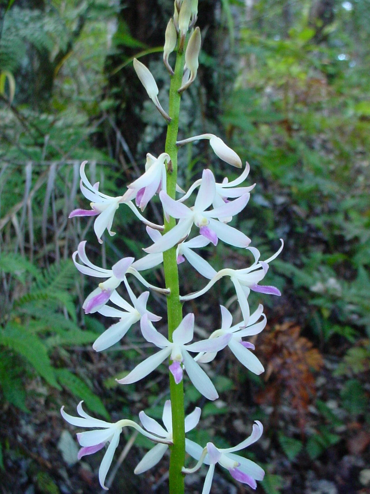 Dipodium squamatum flower