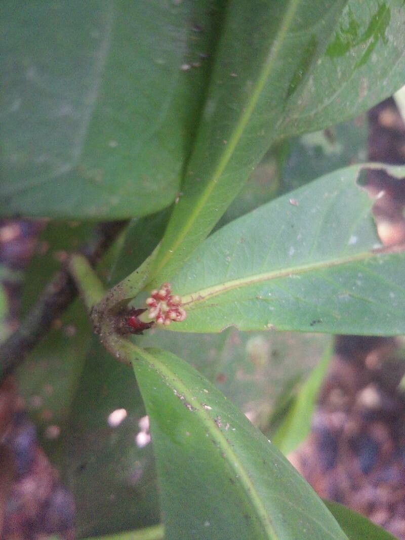 Ixora piresii flower