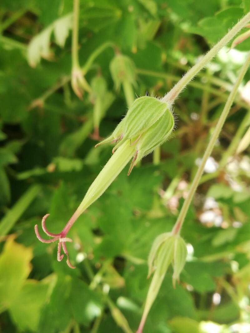 Geranium platypetalum fruit