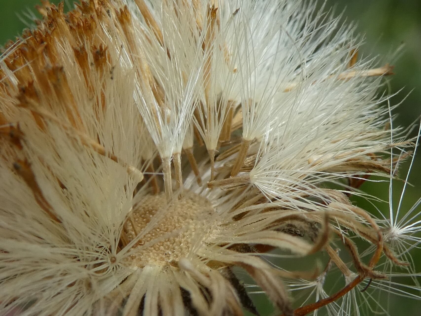 Pentanema montanum fruit