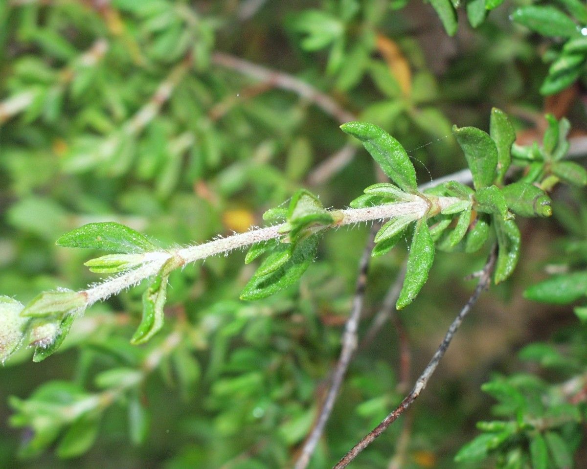 Cistus heterophyllus leaf