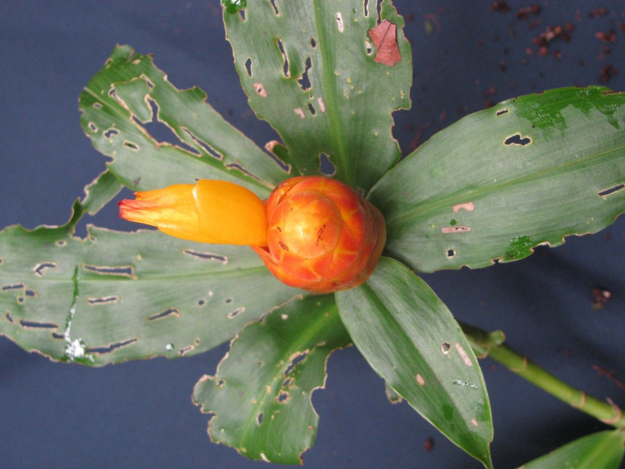 Costus wilsonii fruit