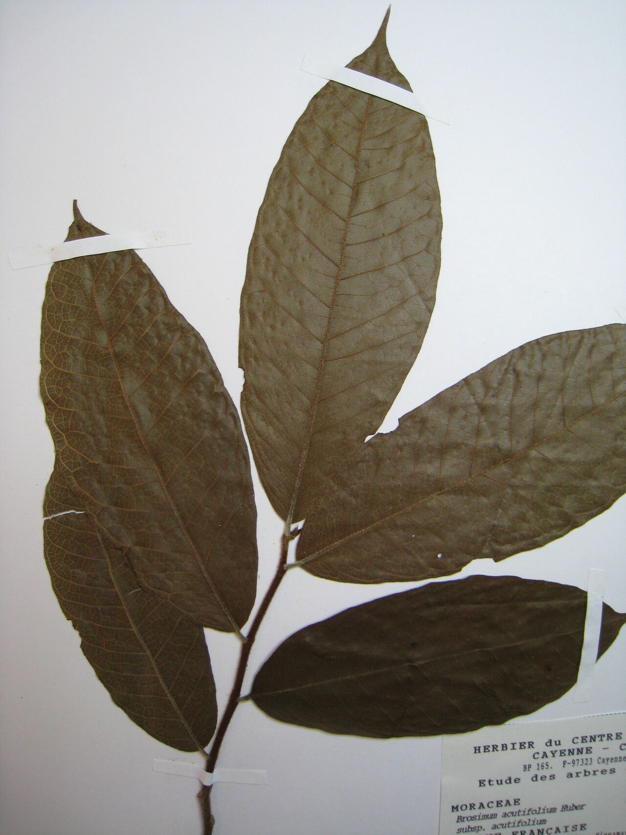 Brosimum acutifolium other