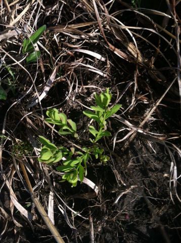 Comandra umbellata habit