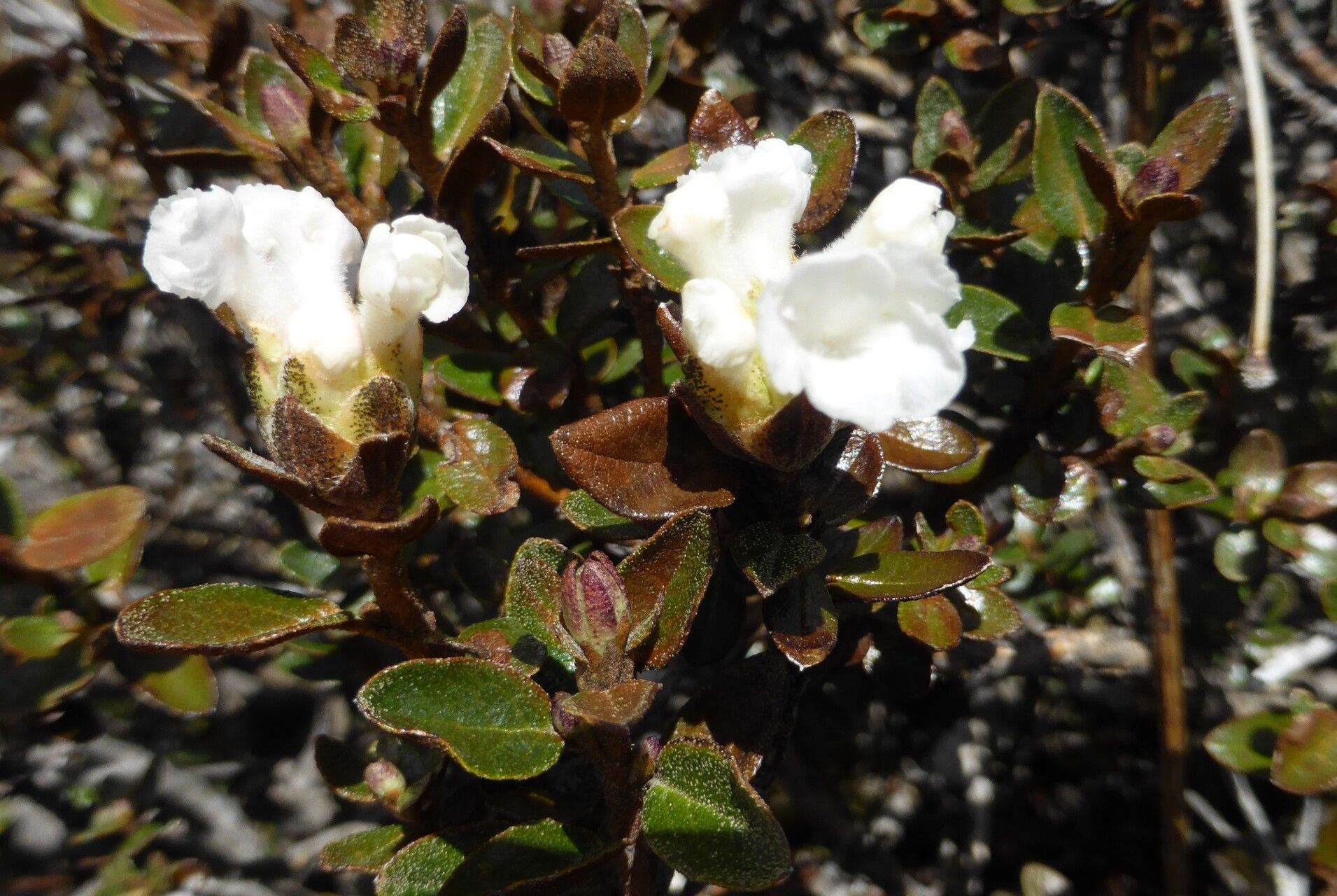 Rhododendron laudandum flower