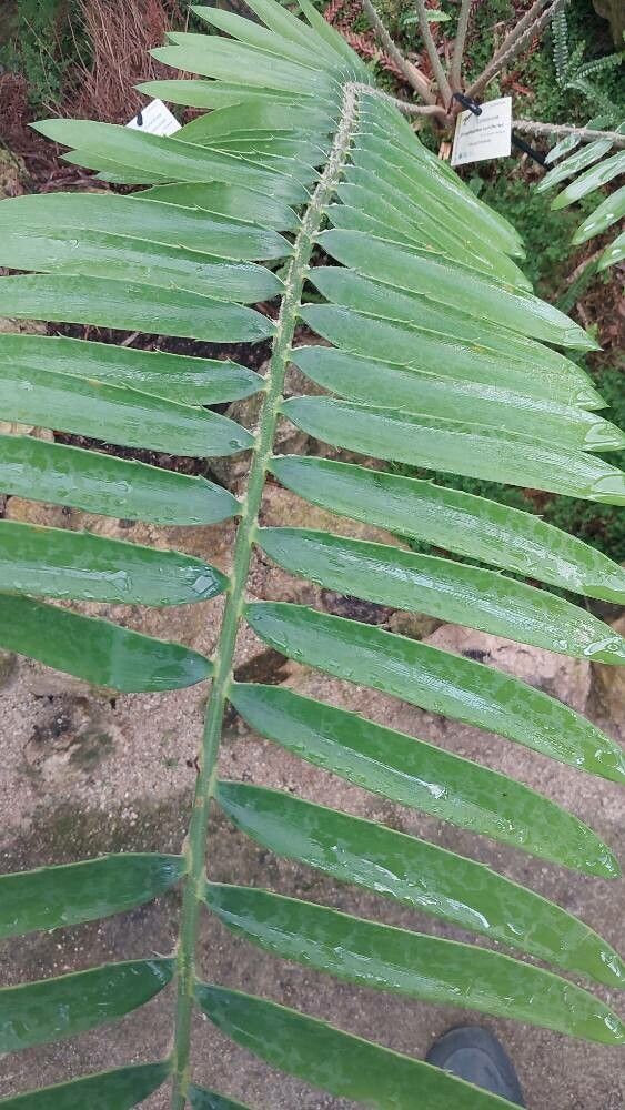 Encephalartos concinnus — search result for 'Encephalartos'