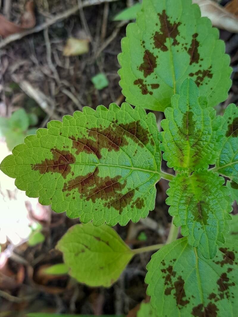 Coleus bojeri leaf