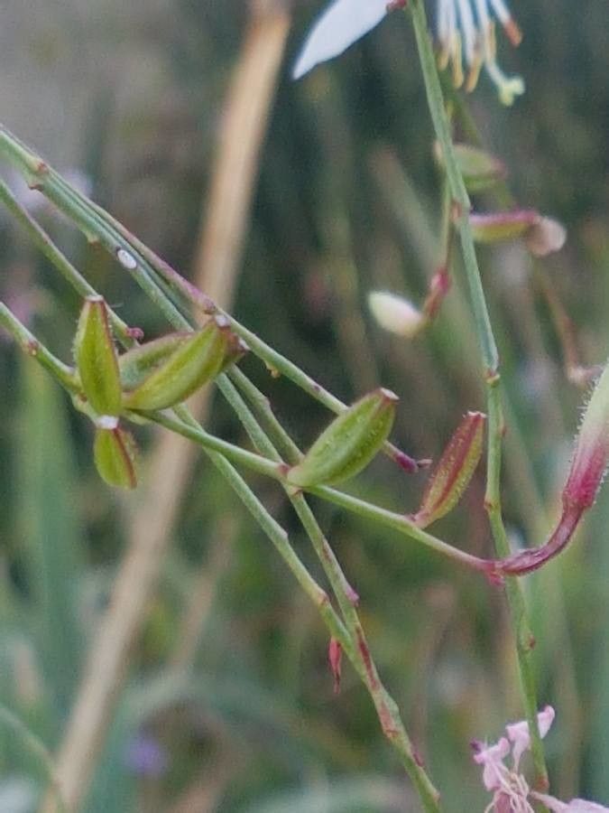 Oenothera gaura fruit
