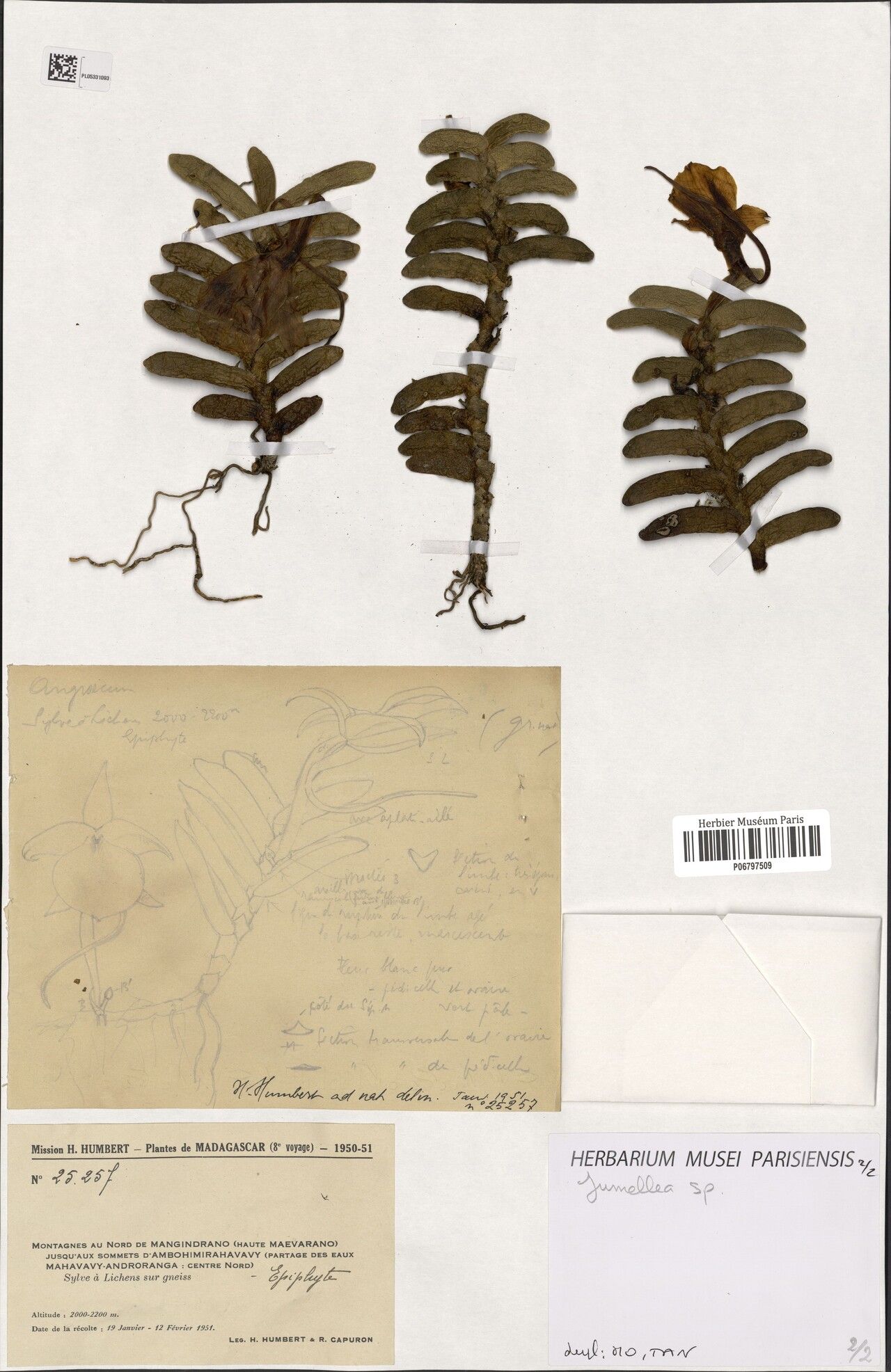 Angraecum aloifolium other