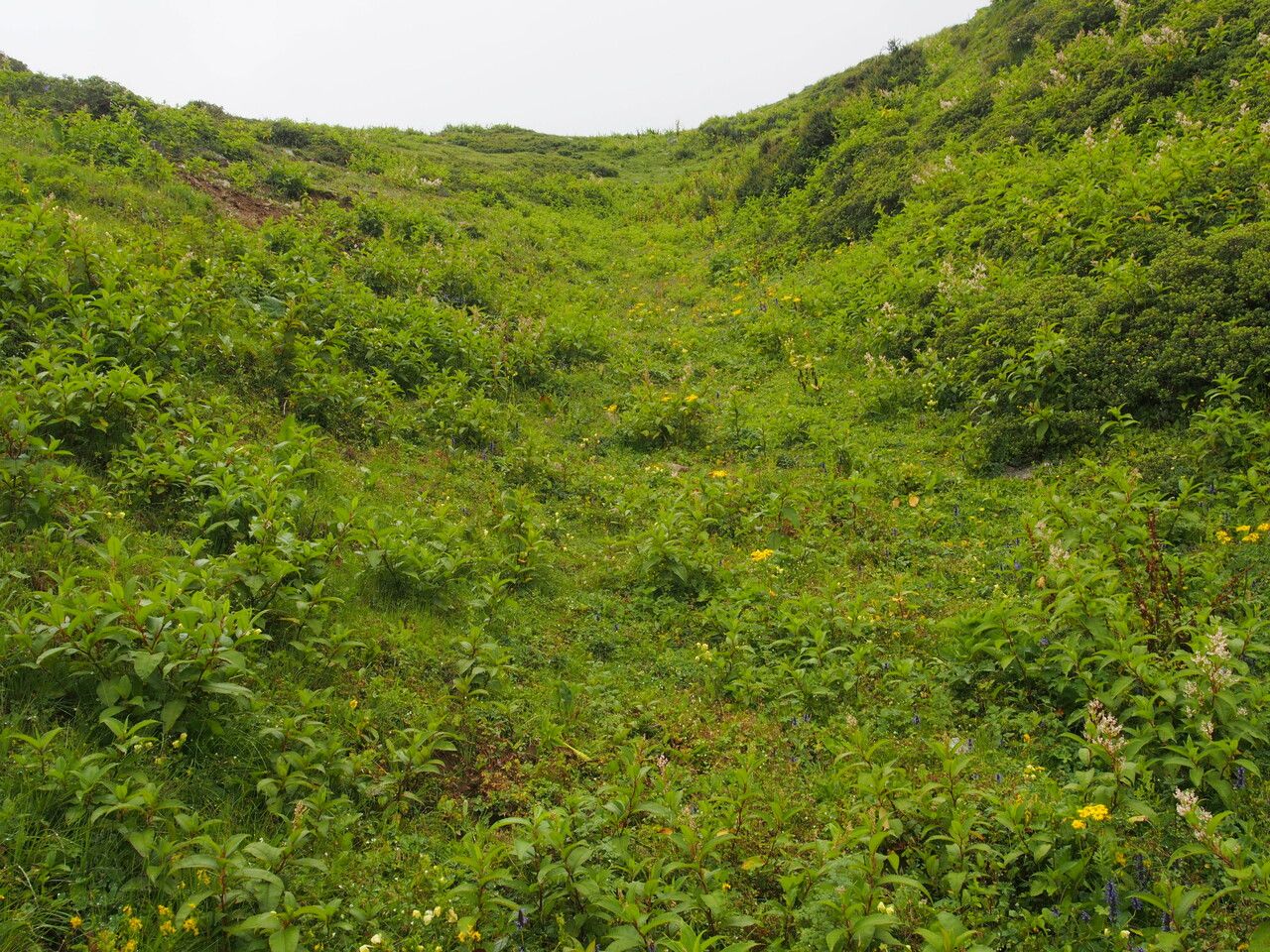 Pedicularis hoffmeisteri other