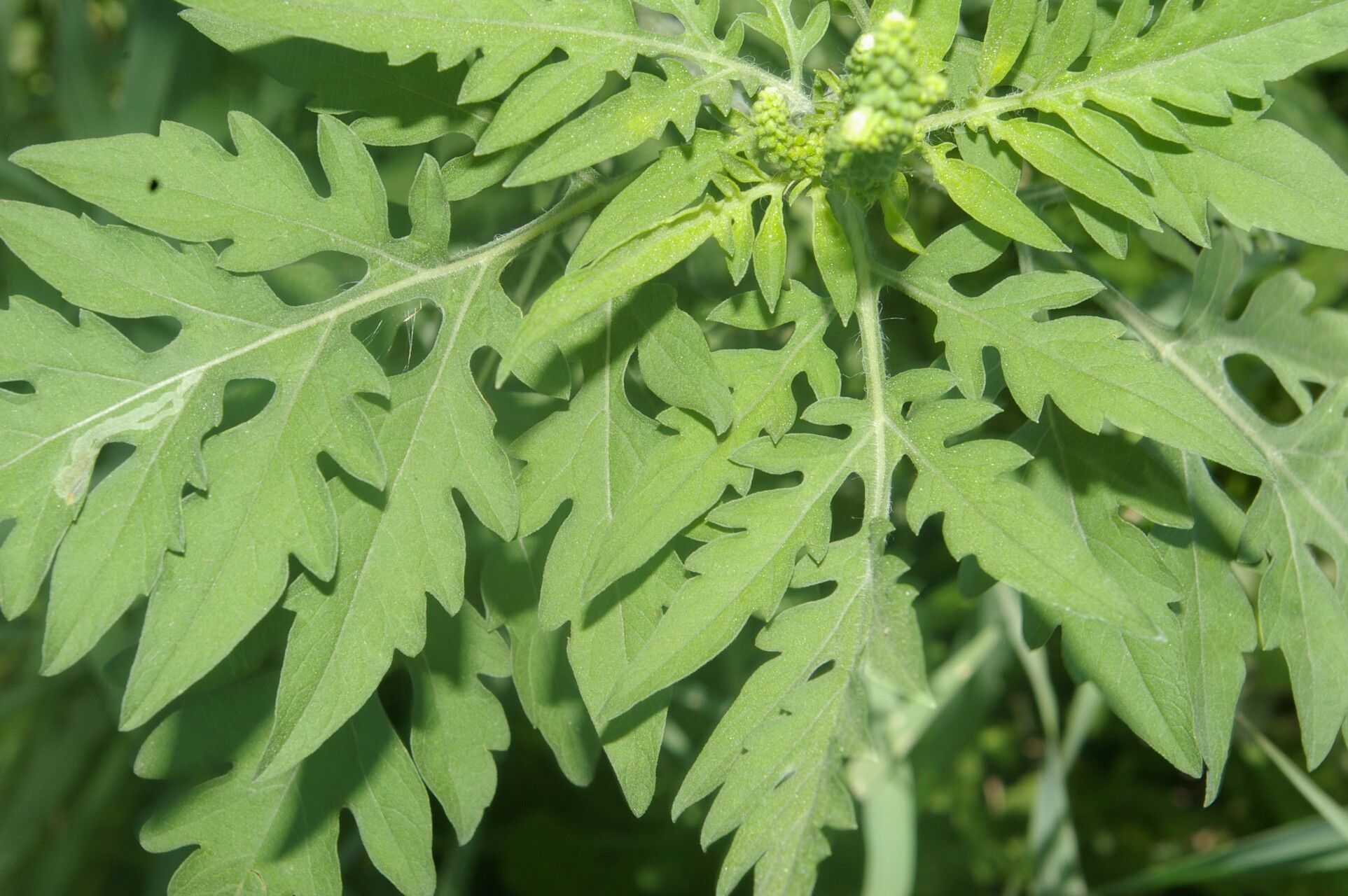 Ambrosia cumanensis — houseplant care guide