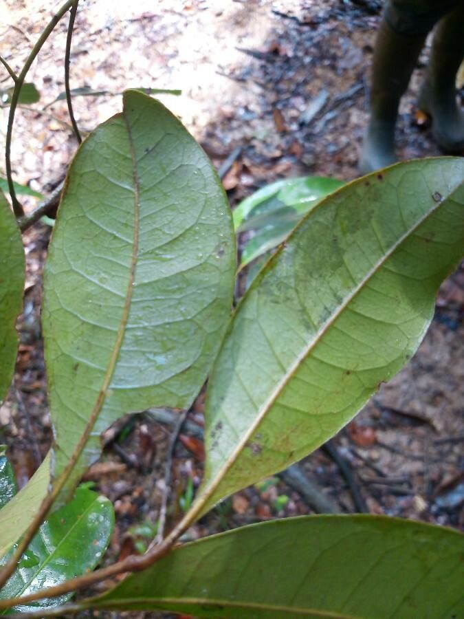 Tapirira bethanniana — search result for 'Anacardiaceae'