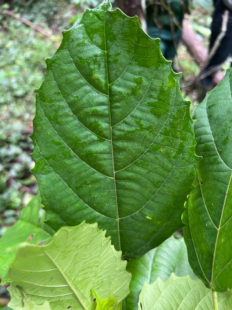 Macaranga monandra leaf