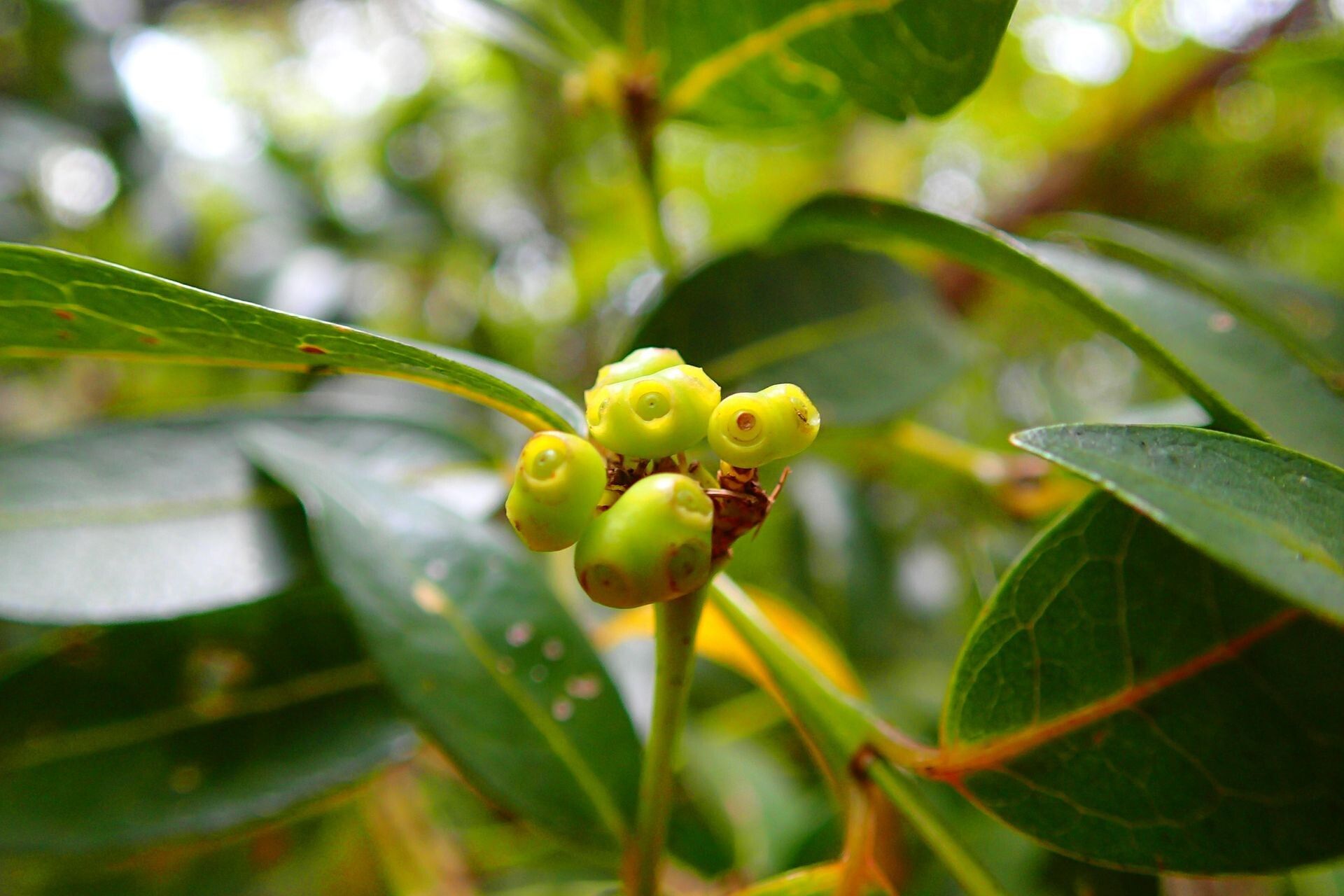 Gynochthodes montana fruit