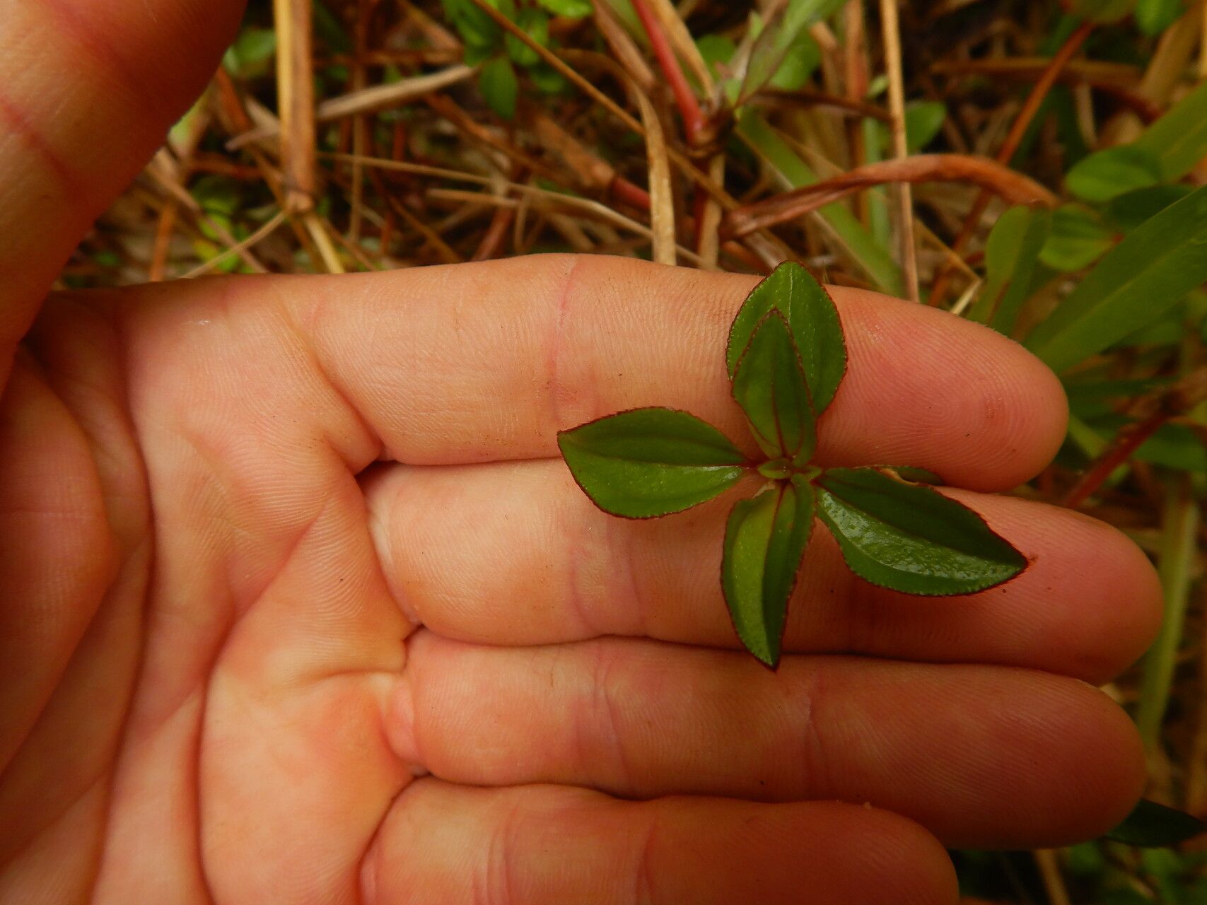 Heterotis decumbens (P.Beauv.) — related species from the same genus