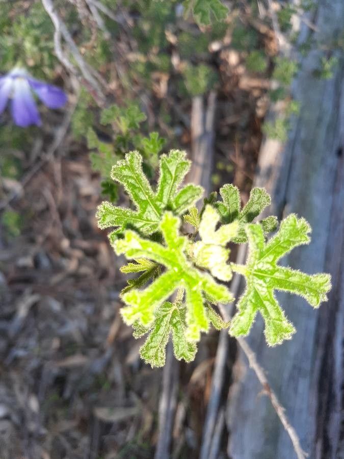 Alyogyne huegelii — search result for 'Hibiscus'