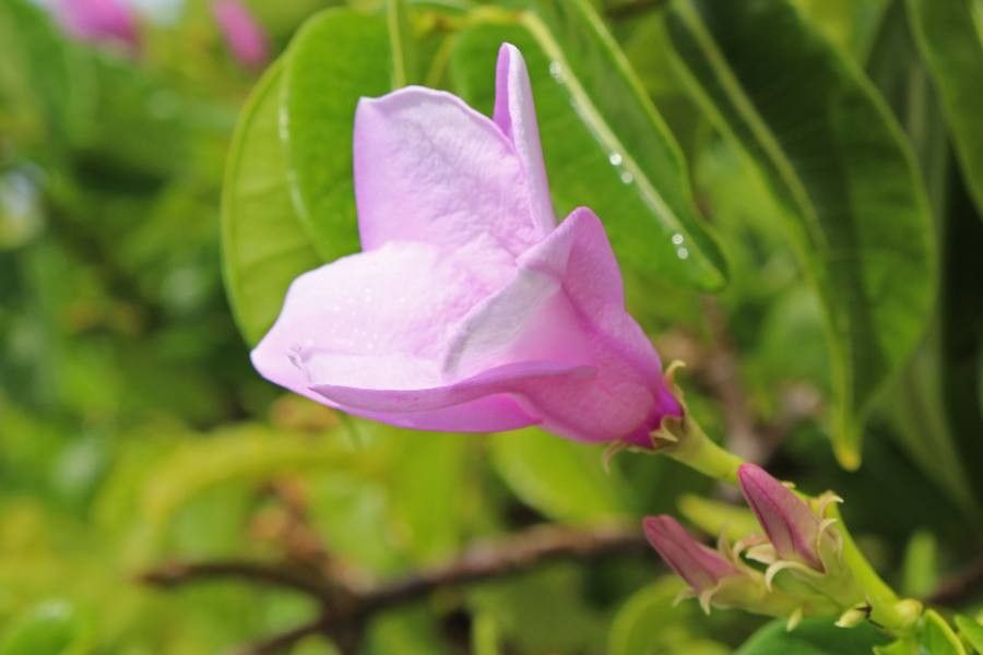 Cryptostegia grandiflora flower