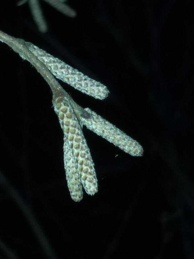 Betula chichibuensis flower