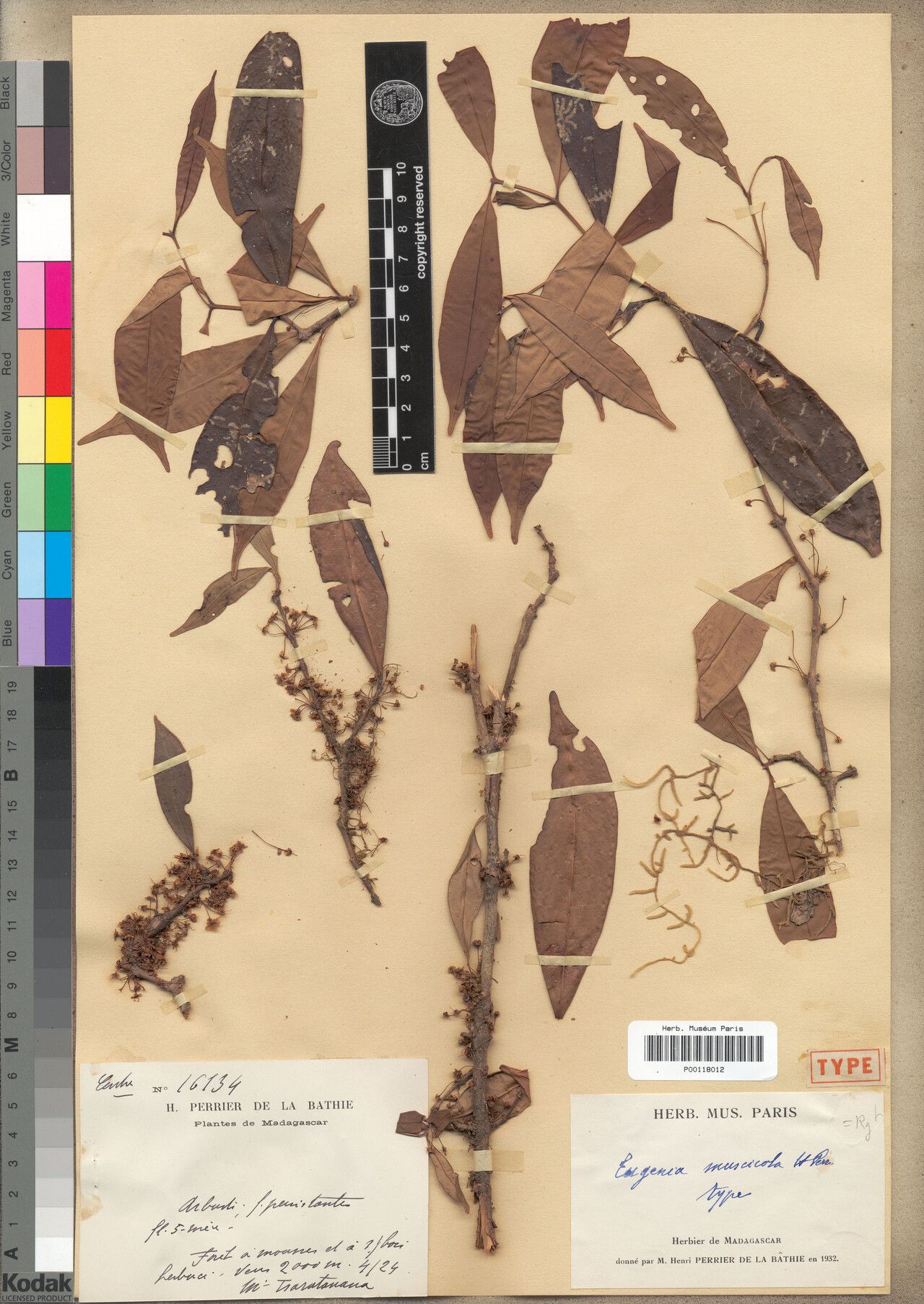 Eugenia muscicola — houseplant care guide