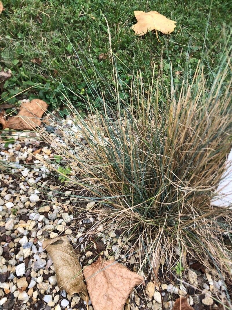 Festuca guestfalica — houseplant care guide