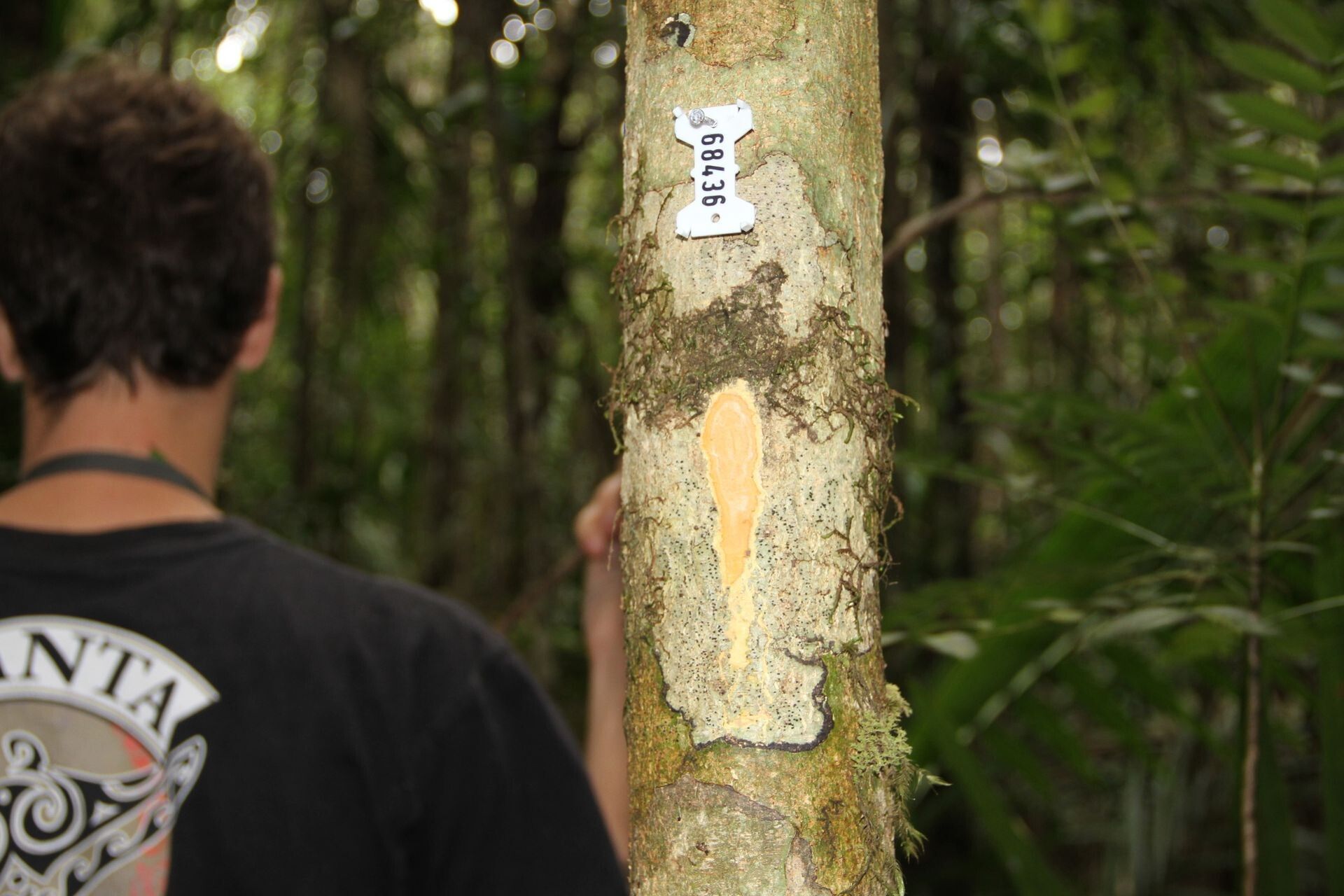 Homalium guillainii bark