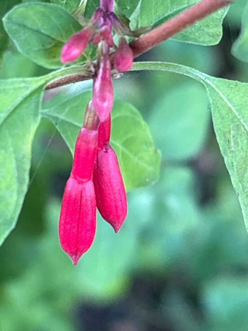 Fuchsia thymifolia flower