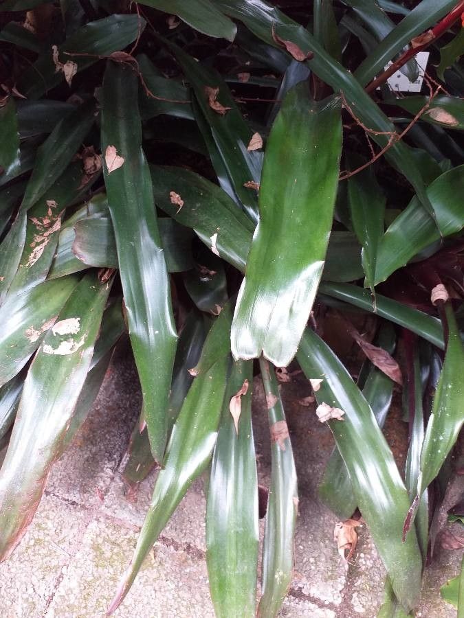 Aechmea fulgens — search result for 'Aechmea'